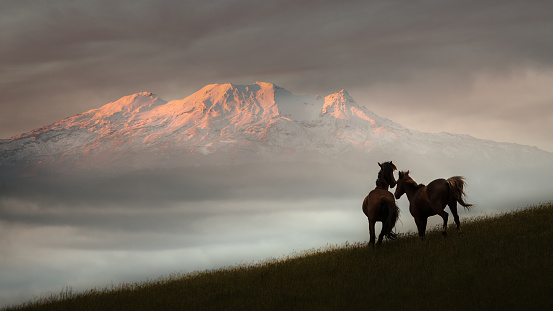 Two wild Kaimanawa horses in the mountain ranges with majestic Mt Ruapehu in the distance