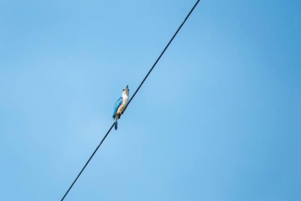 A kingfisher perched high on a power line against the clear blue sky A kingfisher perched high on a power line against the clear blue sky todiramphus sanctus stock pictures, royalty-free photos & images