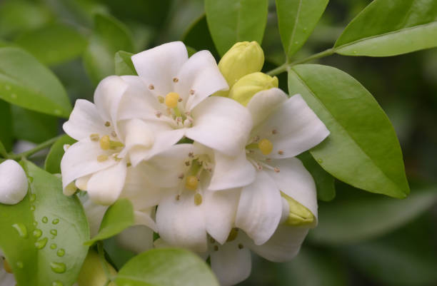 istock Orange jessamine flower blossom at tree 1186055350