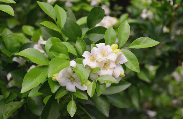 fiore di jessamina arancione fiorito sull'albero - murraya paniculata foto e immagini stock