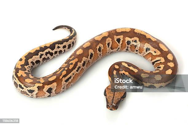 Sumatran Red Blood Python Stock Photo - Download Image Now - Cut Out, Python - Snake, Animal