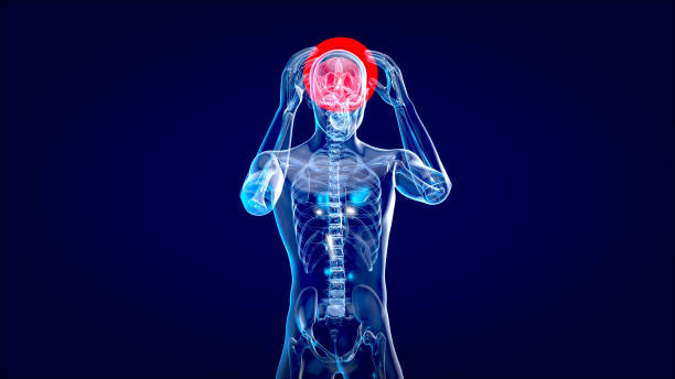 istock Human and brain xray, human anatomy, 3D Illustration 1186063192