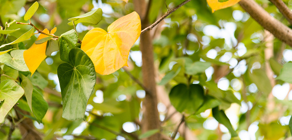 Hibiscus leaf turn yellow in autumn.