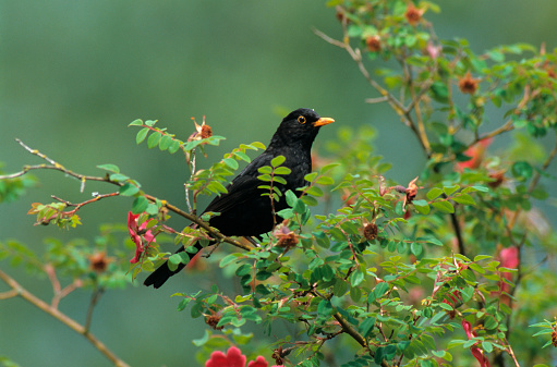 Blackbird male on a tree