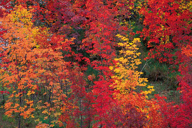 Trees in autumn stock photo