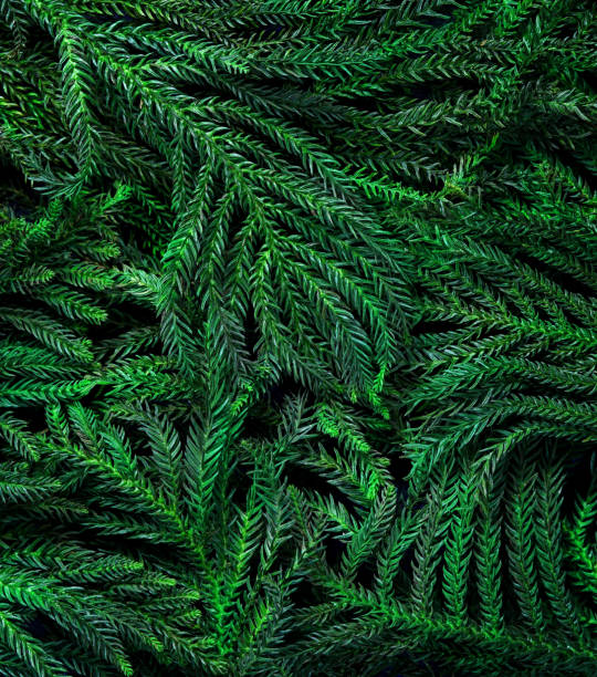 istock Christmas Tree Branches For Christmas Background 1186068433