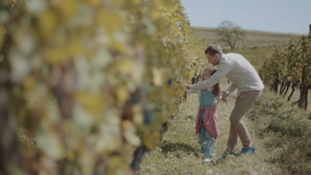 Father and daughter walking through vineyard