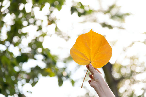Woman hand holding hibiscus leaf in autumn.