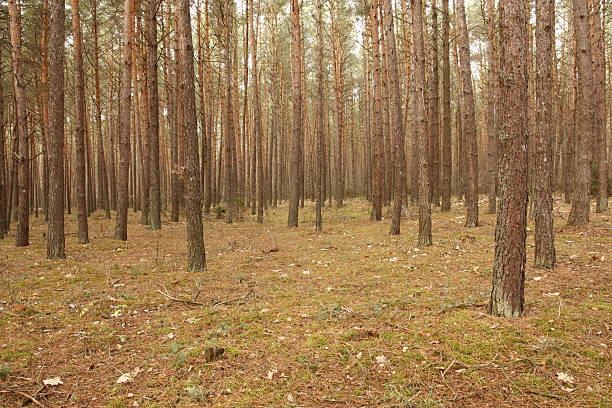 Pine trees in the Forest . stock photo