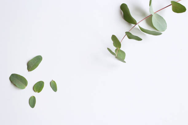 istock Eucalyptus leaves on a white background. Flat bed, top view.Nature concept. 1186072100