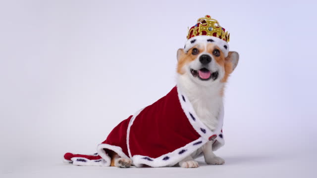 Pretty dog pembroke welsh corgi wearing in the gold crown and red mantles, like a queen, a prince on a white studio background.