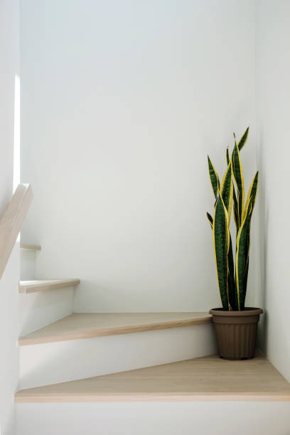 Sansevieria or snake plant at staircase in home