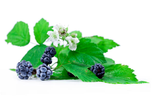 istock Blackberry with flowers and leaves 1186074288