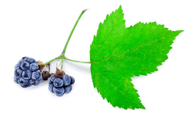 istock Blackberry branch with leaves 1186074306