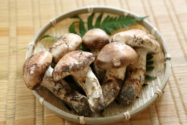 마츠타케 일본 버섯 - 송이버섯 뉴스 사진 이미지