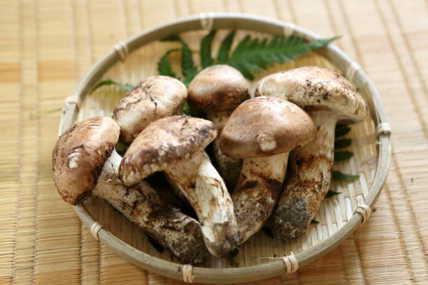 matsutake japanese mushroom matsutake japanese mushroom matsutake mushroom stock pictures, royalty-free photos & images