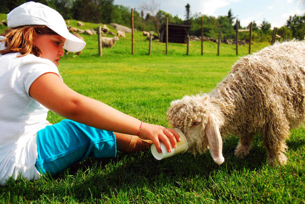 istock A young girl feed a lamb on a farm 1186074892