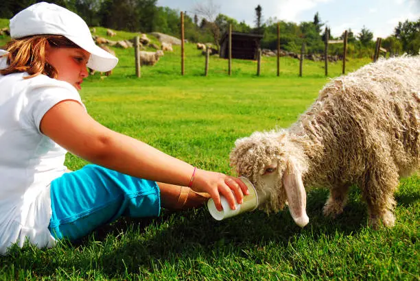 Photo of A young girl feed a lamb on a farm