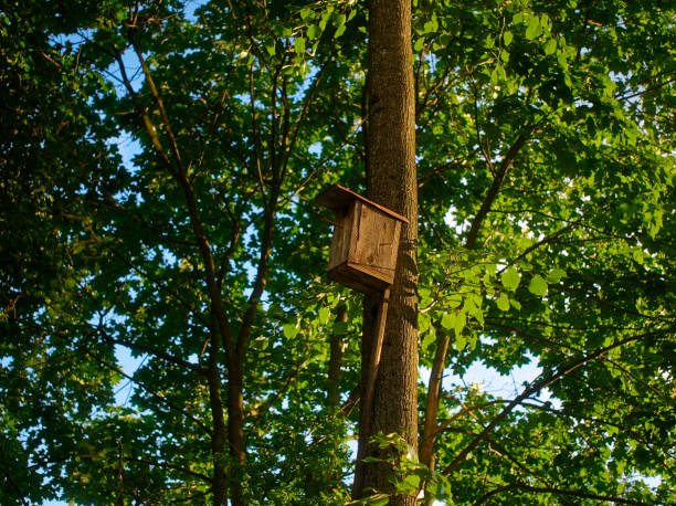 istock wooden birdhouse on a tree in summer 1186074916