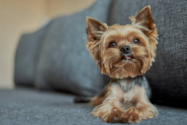 istock Yorkshire Terrier dog on the couch 1186074976