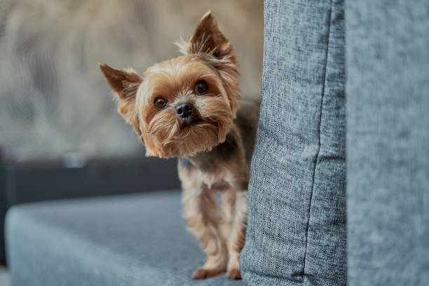 yorkshire terrier hund auf der couch - schoßhund stock-fotos und bilder