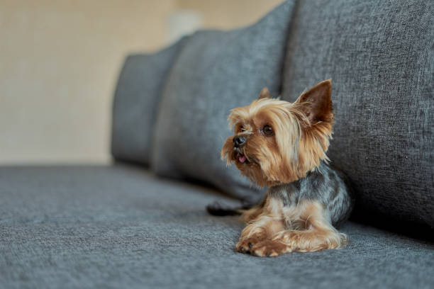 istock Yorkshire Terrier dog on the couch 1186075010