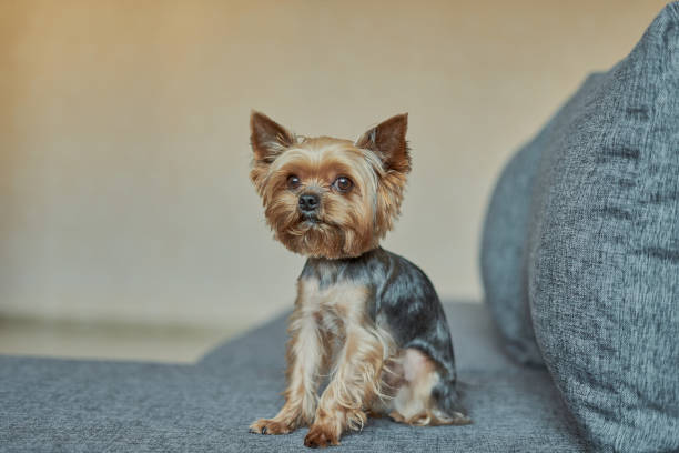 istock Yorkshire Terrier dog on the couch 1186075023
