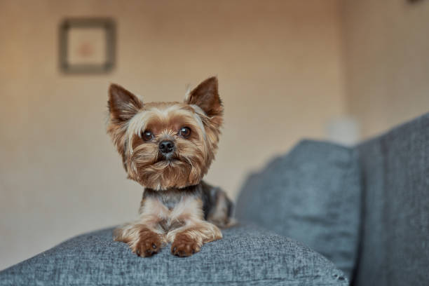 istock Yorkshire Terrier dog on the couch 1186075028