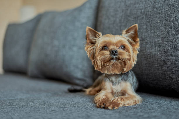 istock Yorkshire Terrier dog on the couch 1186075047