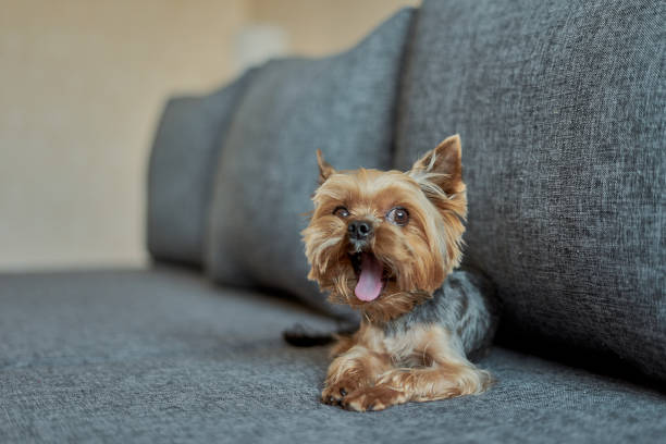 istock Yorkshire Terrier dog on the couch 1186075061