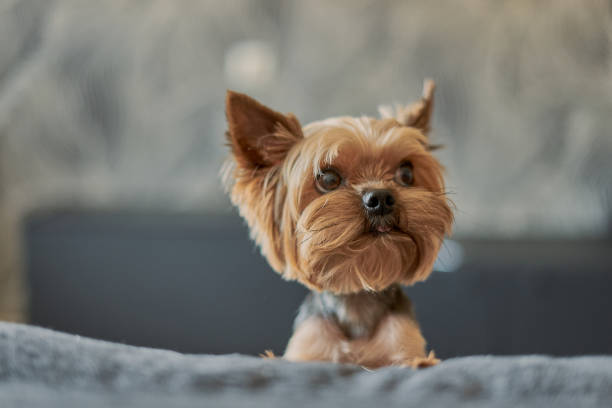 istock Yorkshire Terrier dog on the couch 1186075062