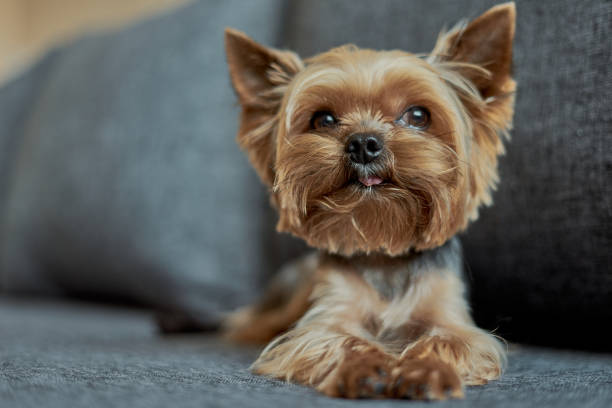 istock Yorkshire Terrier dog on the couch 1186075073