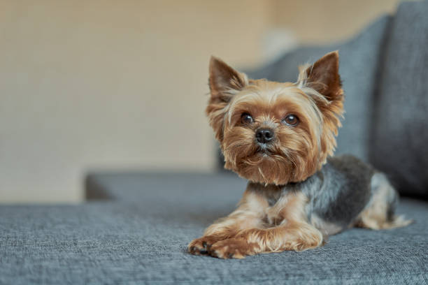 istock Yorkshire Terrier dog on the couch 1186075075