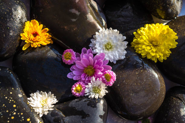 istock Black stones and flowers 1186075267