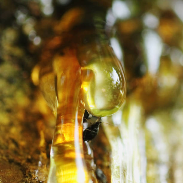 istock Fruit tree, resin tree illuminated by the sun 1186075458