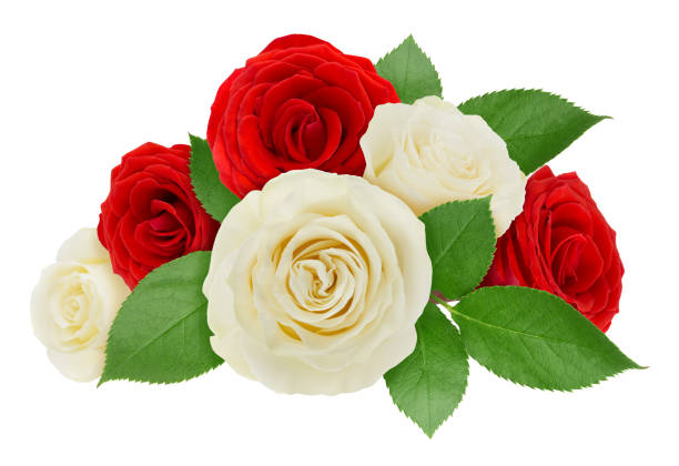 Flower arrangement made with roses isolated on a white. Clip art image for design.