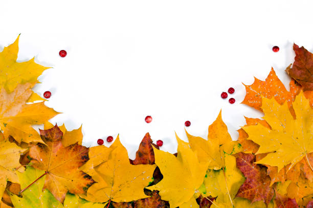 istock Maple autumn leaves with cranberries 1186076230