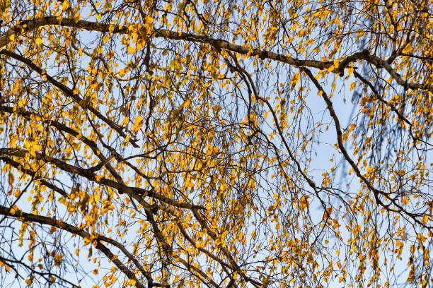 istock golden birch foliage 1186076553