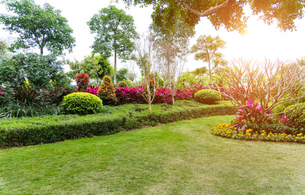 庭の芝生と茂み - bush landscape landscaped scenics ストックフォトと画像