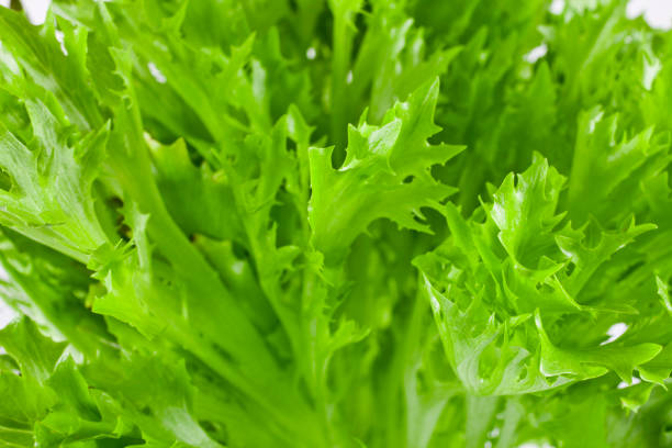 Fresh leaves of salanova salad. Background. Top view.