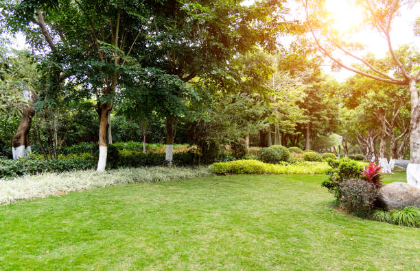 istock Lawn and bush in the garden 1186077437