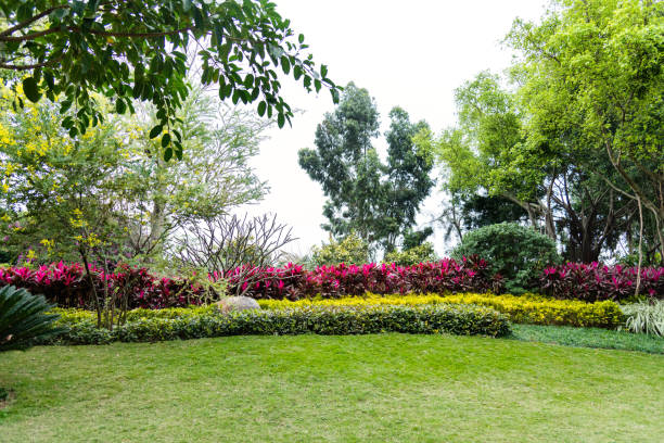 庭の芝生と茂み - bush landscape landscaped scenics ��ストックフォトと画像