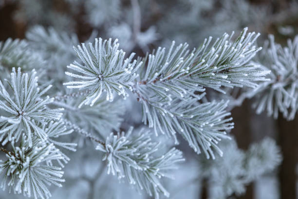 istock Winter pine forest under white snow. Landscape 1186077903