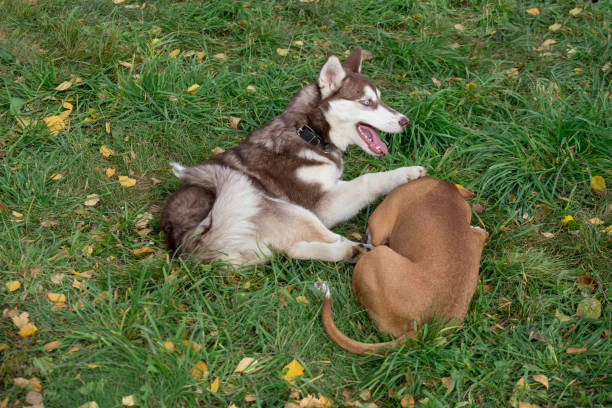 Siberian husky puppy and american staffordshire terrier puppy are playing on green grass in the autumn park. Siberian husky puppy and american staffordshire terrier puppy are playing on green grass in the autumn park. Pet animals. Purebred dog. folliage stock pictures, royalty-free photos & images