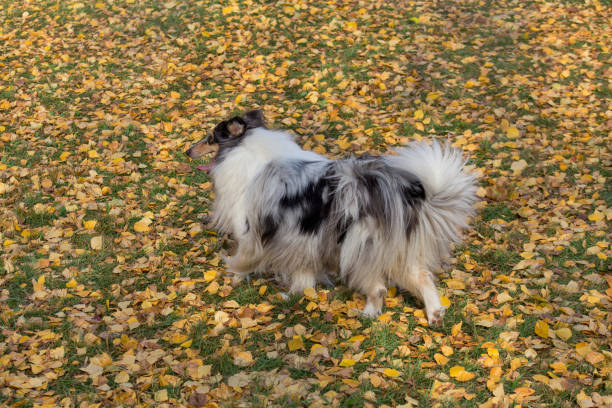 Cute blue merle shetland collie is walking in the autumn park. Pet animals. Cute blue merle shetland collie is walking in the autumn park. Pet animals. Purebred dog. sheltie blue merle stock pictures, royalty-free photos & images