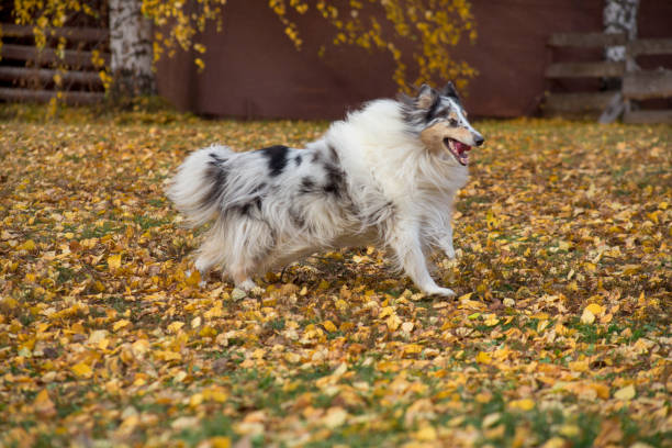 Cute blue merle shetland collie is running on yellow leaves in the autumn park. Pet animals. Cute blue merle shetland collie is running on yellow leaves in the autumn park. Pet animals. Purebred dog. sheltie blue merle stock pictures, royalty-free photos & images