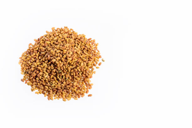istock Medicago sativa - Organic Alfalfa Seeds 1186079445