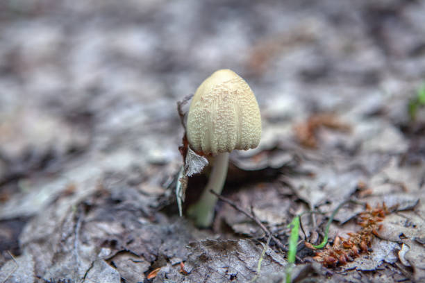 istock mushroom in autumn 1186079748