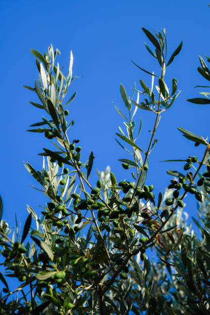 istock Olives on the tree against blue sky in sunny rays. 1186080295