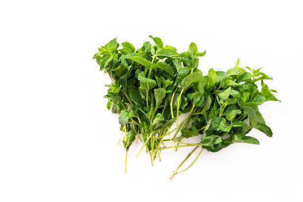 istock Fresh mint from the organic garden 1186080805